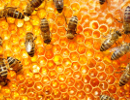 api_allerta