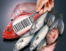 etichettatura_pesce