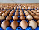 uova fipronil sicurezzalimentare