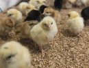 pollo ruspante
