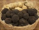 tartufi