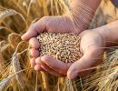 grano