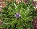 mandragora veleni naturali